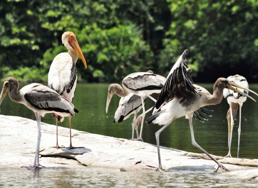 Siju Wildlife Sanctuary